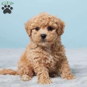 Benji, Bich-Poo Puppy